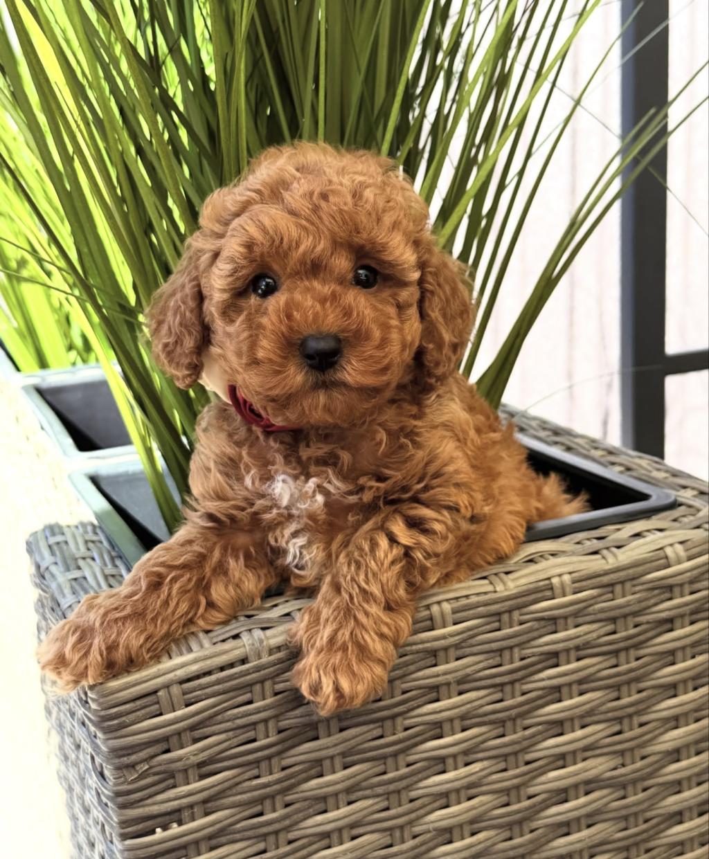 RED TOY POODLE YAVRULARI