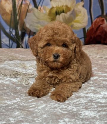 TOMBİK TOY POODLE BEBEKLER