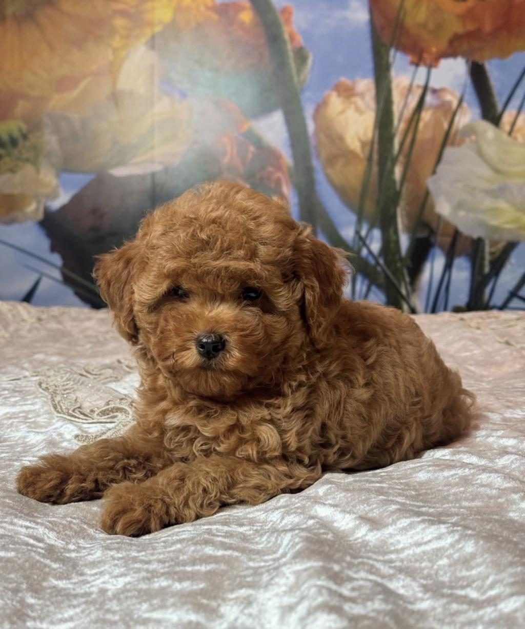 TOMBİK TOY POODLE BEBEKLER