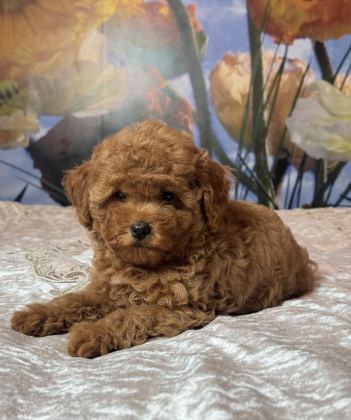 TOMBİK TOY POODLE BEBEKLER