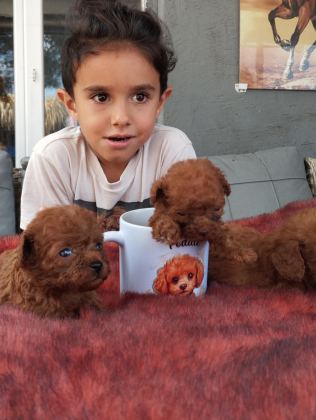 KORE POODLE MİCRO BEBEKLER