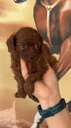SEVGİ DOLU AİLELERİMİZ İÇİN POODLE BEBEKLER