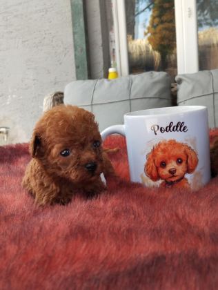 KORE POODLE MİCRO BEBEKLER