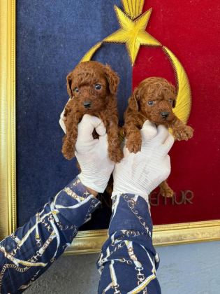 SEVGİ DOLU AİLELERİMİZ İÇİN POODLE BEBEKLER