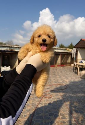 SEVGİ DOLU AİLELERİMİZ İÇİN POODLE BEBEKLER