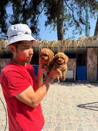 SEVGİ DOLU AİLELERİMİZ İÇİN POODLE BEBEKLER