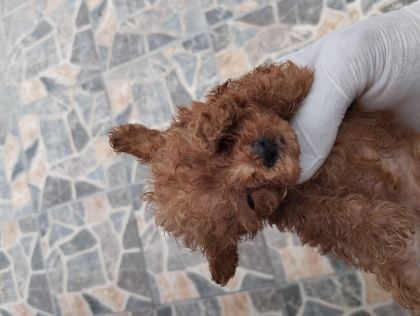 KORE POODLE MİCRO BEBEKLER