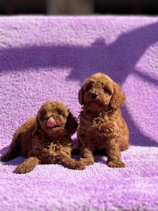 SEVGİ DOLU AİLELERİMİZ İÇİN POODLE BEBEKLER