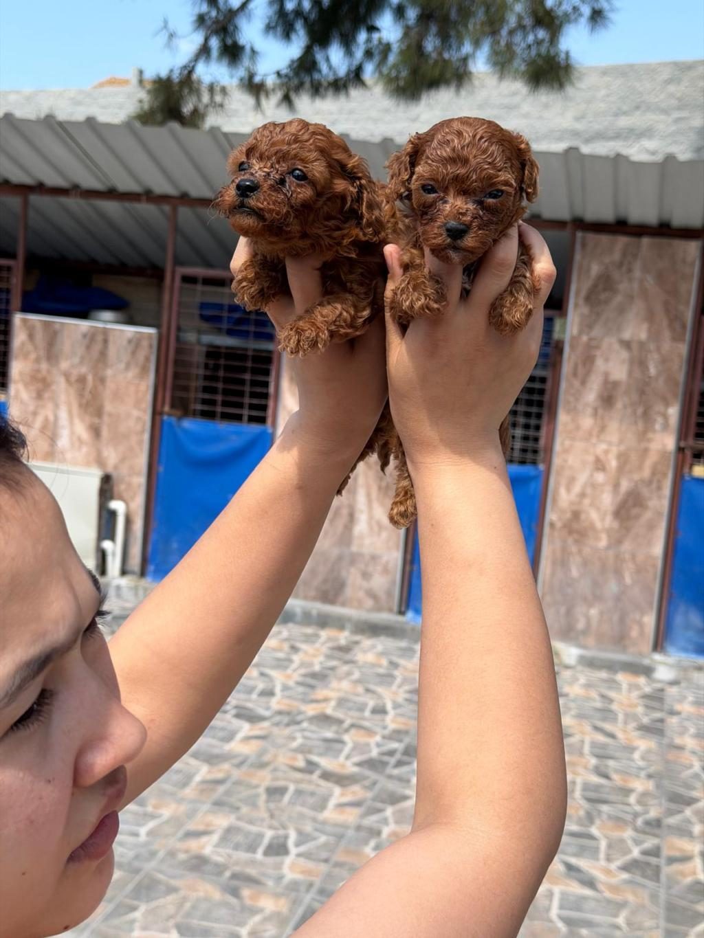 KORE POODLE MİCRO BEBEKLER