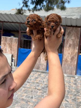 KORE POODLE MİCRO BEBEKLER