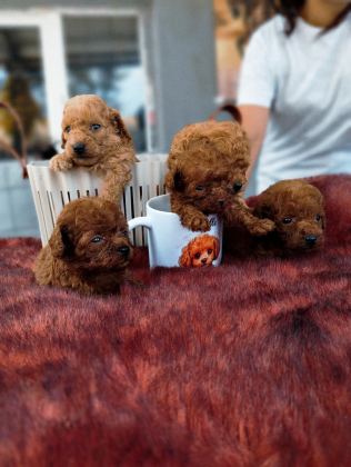 KORE POODLE MİCRO BEBEKLER