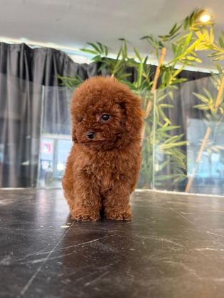 TOYPOODLE KORE