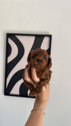 TOYPOODLE YAVRULARIMIZ