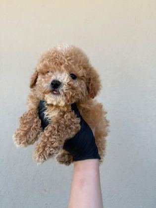 TOY POODLE KÖPEĞİMİZ