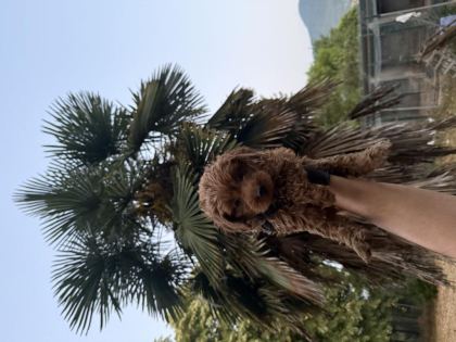 TOYPOODLE YAVRULARIMIZ