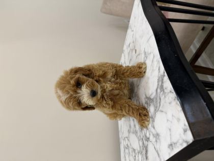 MALTİPOO YAVRULARIMIZ AİLESİNİ BEKLİYOR