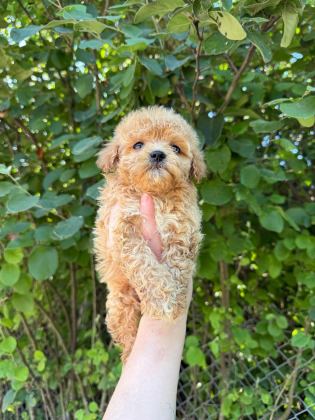 MALTİPOO BEBEKLERİ
