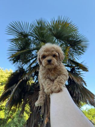 MALTİPOO BEBEKLERİ