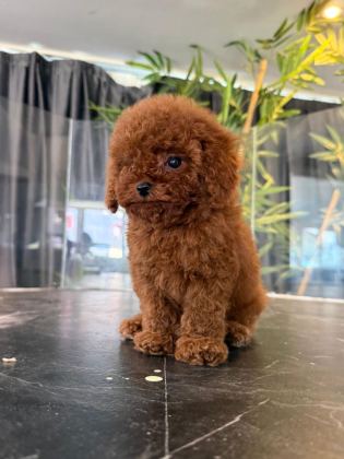 TOYPOODLE KORE