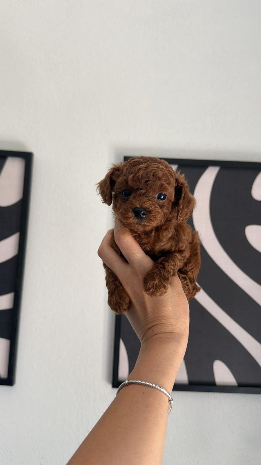 TOYPOODLE YAVRULARIMIZ