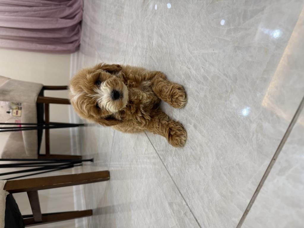 MALTİPOO YAVRULARIMIZ AİLESİNİ BEKLİYOR