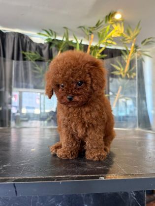 TOYPOODLE KORE