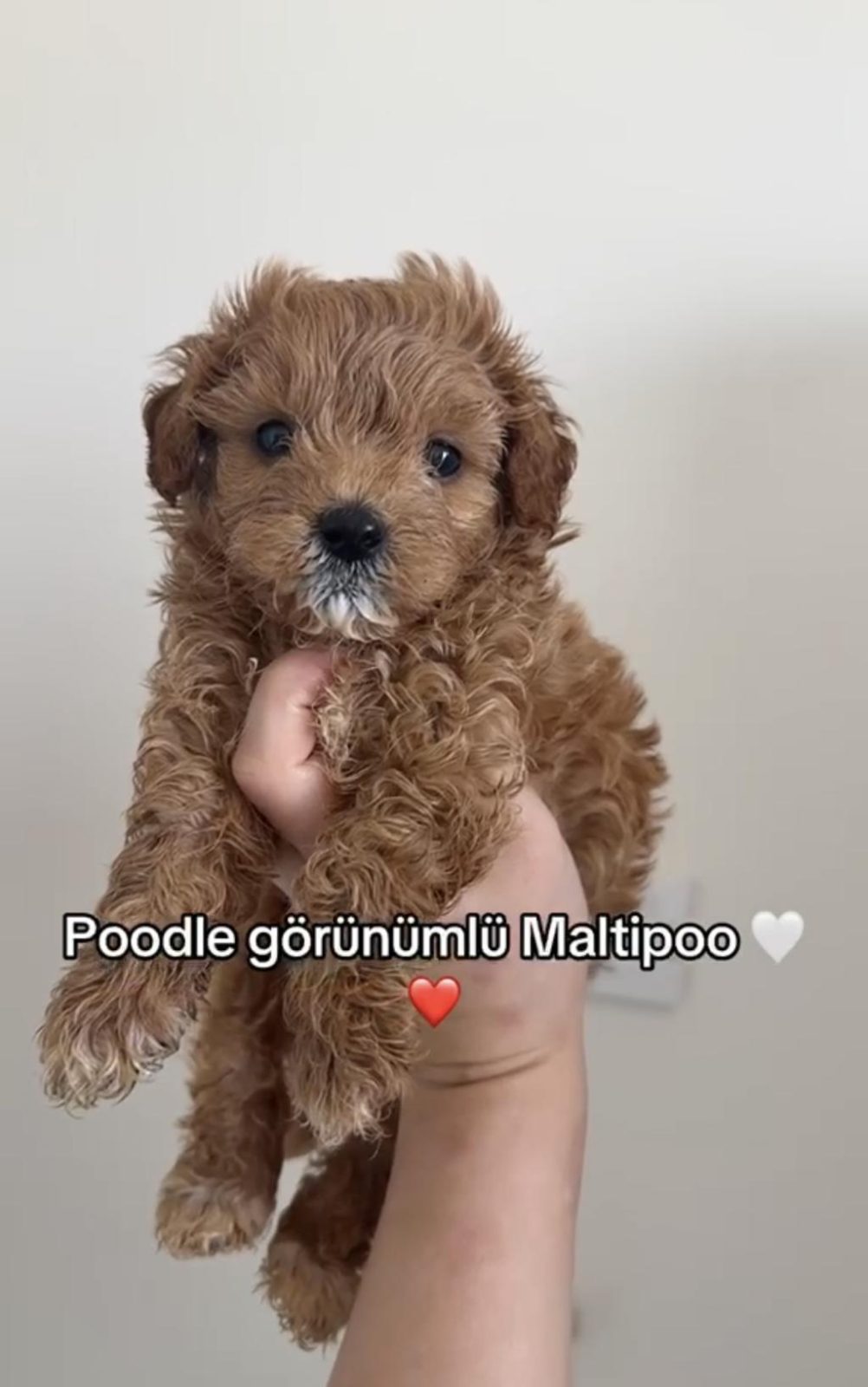 MALTİPOO BEBEKLERİ