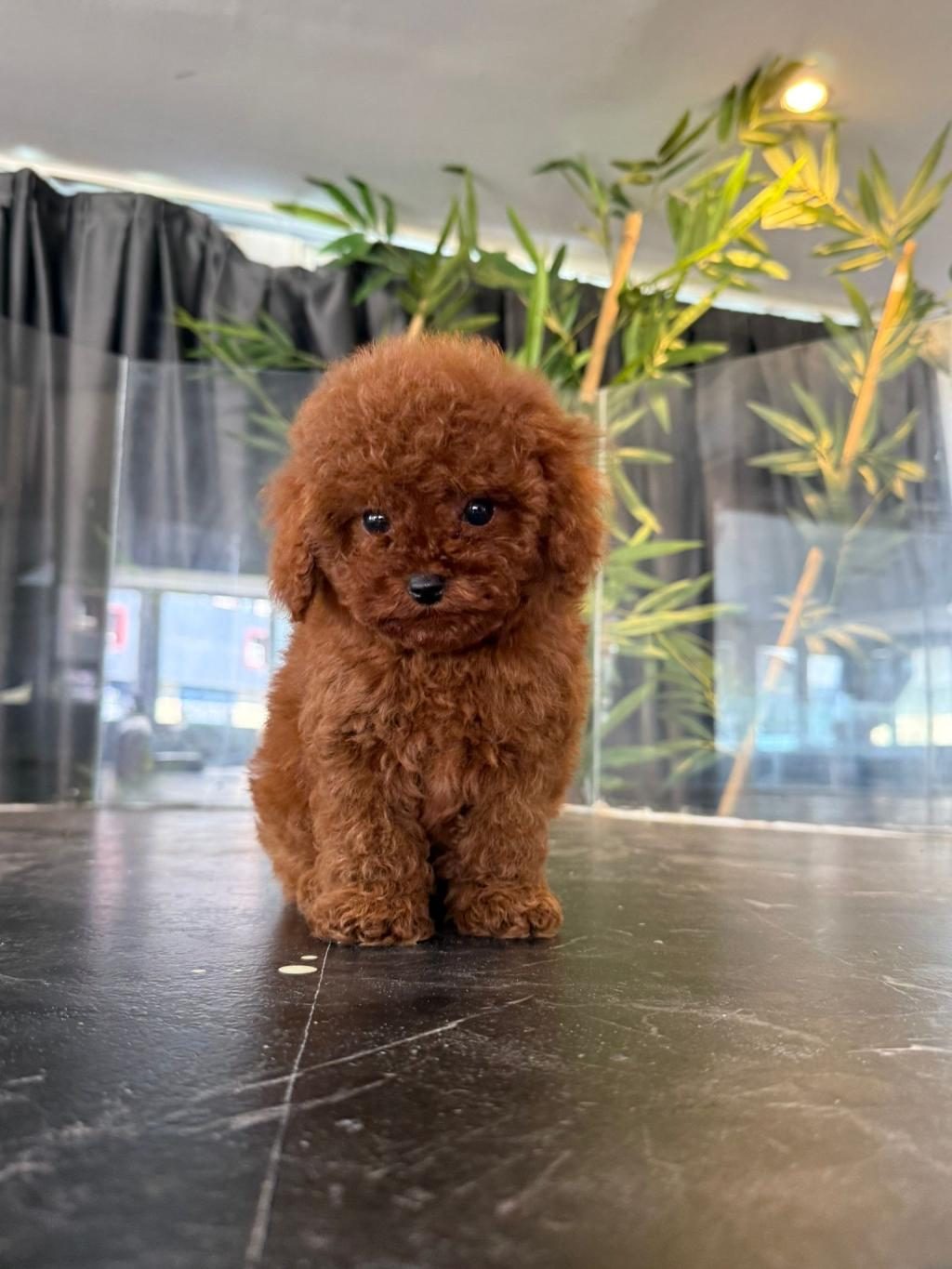 TOYPOODLE KORE