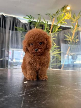 TOYPOODLE KORE
