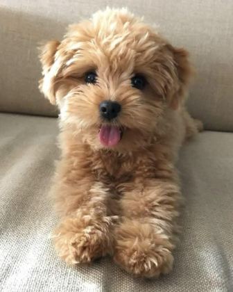 MALTİPOO YAVRULARIMIZ ACIK VE ESMER RENK ÇEŞİTLER