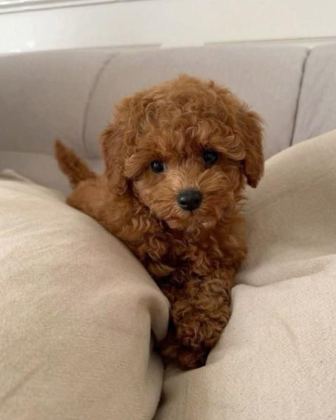 MALTİPOO YAVRULAR ACIK VE ESMER RENK ÇEŞİTLERİ