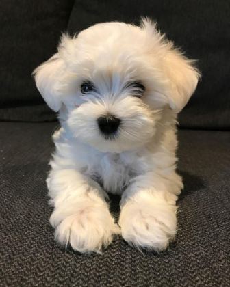 MALTİPOO YAVRULAR ACIK VE ESMER RENK ÇEŞİTLERİ