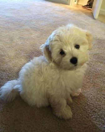 MALTİPOO YAVRULARIMIZ ACIK VE ESMER RENK ÇEŞİTLER
