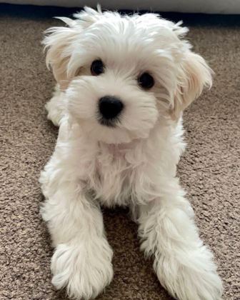 MALTİPOO YAVRULAR ACIK VE ESMER RENK ÇEŞİTLERİ
