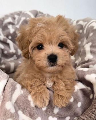 MALTİPOO YAVRULAR ACIK VE ESMER RENK ÇEŞİTLERİ