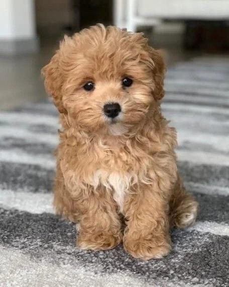 MALTİPOO YAVRULAR ACIK VE ESMER RENK ÇEŞİTLERİ