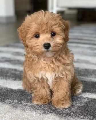 MALTİPOO YAVRULAR ACIK VE ESMER RENK ÇEŞİTLERİ
