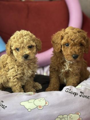 MÜKEMMEL KALİTELİ OYUNCAK GİBİ POODLE YAVRULARIMIZ