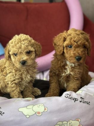 MÜKEMMEL KALİTELİ OYUNCAK GİBİ POODLE YAVRULARIMIZ