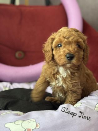 MÜKEMMEL KALİTELİ OYUNCAK GİBİ POODLE YAVRULARIMIZ