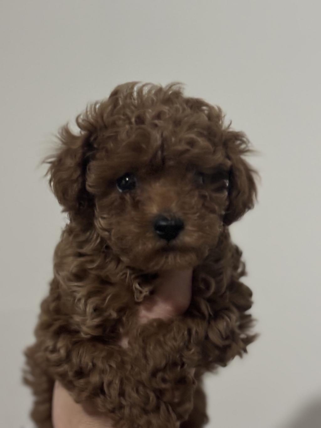 KURABİYE TADINDA MÜKEMMEL KALİTE POODLE YAVRULAR