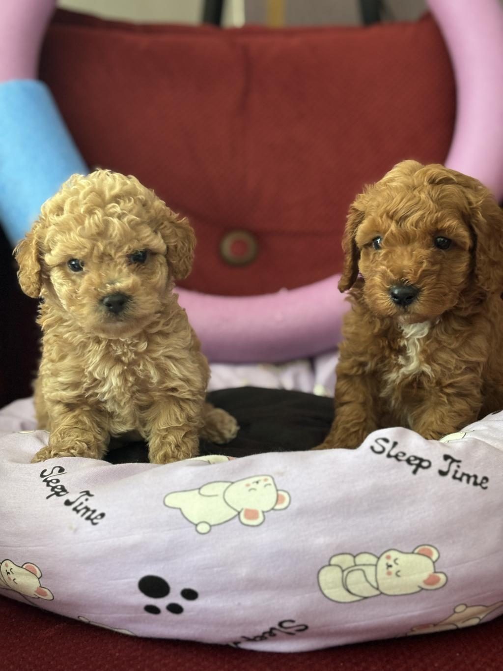 MÜKEMMEL KALİTELİ OYUNCAK GİBİ POODLE YAVRULARIMIZ