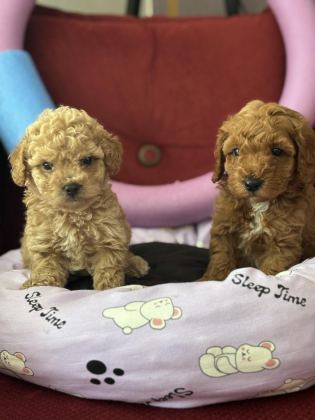 MÜKEMMEL KALİTELİ OYUNCAK GİBİ POODLE YAVRULARIMIZ