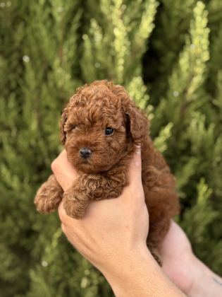 HARİKA KALİTEDE TOY POODLE YAVRULARIMIZ