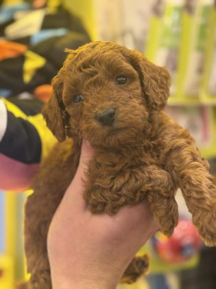7 YILLIK TECRÜBEMİZ İLE POODLE YAVRULARIMIZ SİZLERLE