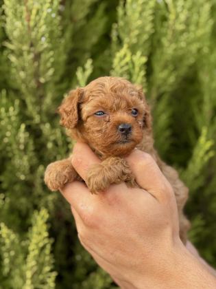 HARİKA KALİTEDE TOY POODLE YAVRULARIMIZ