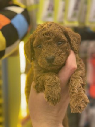 7 YILLIK TECRÜBEMİZ İLE POODLE YAVRULARIMIZ SİZLERLE