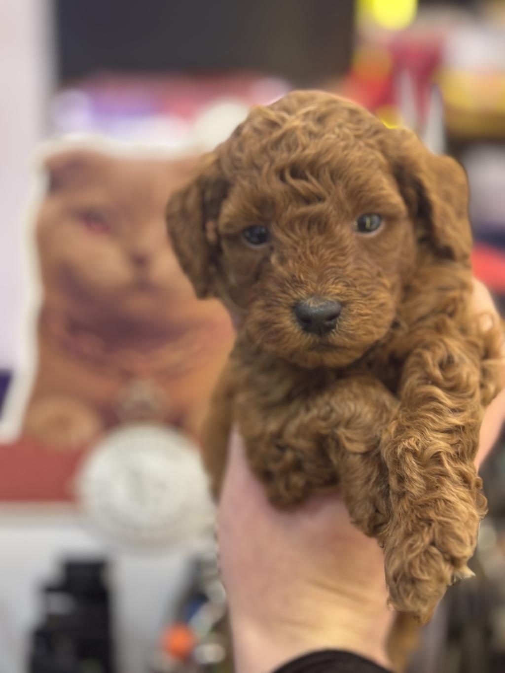 7 YILLIK TECRÜBEMİZ İLE POODLE YAVRULARIMIZ SİZLERLE