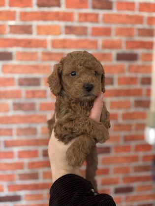 7 YILLIK TECRÜBEMİZ İLE POODLE YAVRULARIMIZ SİZLERLE