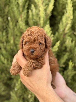 HARİKA KALİTEDE TOY POODLE YAVRULARIMIZ